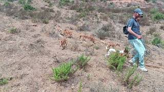 podencos canarios en marrueccos [upl. by Bertelli]