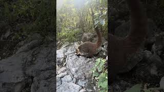 coati alegre hermosura coati alegre montaña senderismo comida [upl. by Reilly558]