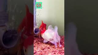 Goldfish tank setup youtubeshorts shorts goldfish [upl. by Sweeney212]