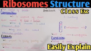 Ribosome  Ribosome Structure  Ribosome Function  Polysome  Class 11 Biology UrduHindi [upl. by Shaylyn]