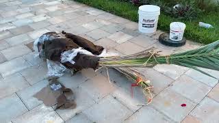 Planting Medjool Date Palm Trees at MO’S Tropical Farm Homestead FL [upl. by Kurtz]