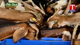 Farmer Vishnu Vardhan reddy about Modern Goat Farming  Chenu Chelaka  TNews Telugu [upl. by Anawahs]