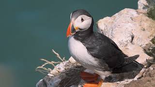 RSPB Bempton Cliffs 2022 featuring Puffins and the Northern Gannet [upl. by Radbun]