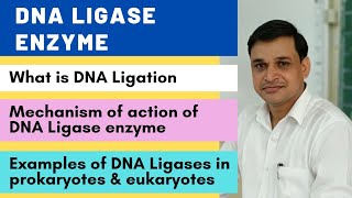 DNA ligase enzyme and its mechanism of action  Examples of DNA ligases in prokaryotes amp eukaryotes [upl. by Bencion]