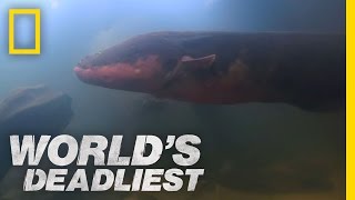 SixFoot Electric Eel  Worlds Deadliest [upl. by Nauqes]