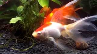 Amazing veiltail and fantail goldfish [upl. by Nodarb]