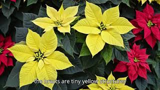 The Symbolism and Beauty of Poinsettias [upl. by Christian]