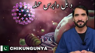 Chikungunya Virus  Symptoms and Treatment [upl. by Zebapda]