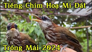 Tiếng chim họa mi đất trống mái 2024 chim cảnh và avi [upl. by Mich449]