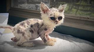 The miraculous transformation of a kitten that looks like an alien  you must see it until the end [upl. by Malkah]