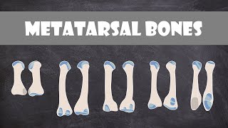 Metatarsal Bones  Anatomy [upl. by Malchus]