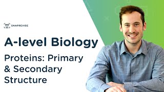 Proteins Primary and Secondary Structure  Alevel Biology  OCR AQA Edexcel [upl. by Yeliac]