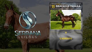 LOTE 15  BRAVADOR PARANÁ [upl. by Anhaj983]