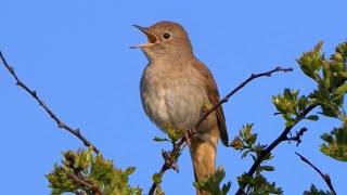 Oiseau qui Chante Le Chant du ROSSIGNOL [upl. by Jonna]