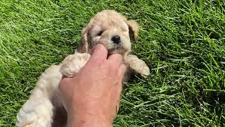 F1b Mini Labradoodle Puppy [upl. by Roze231]