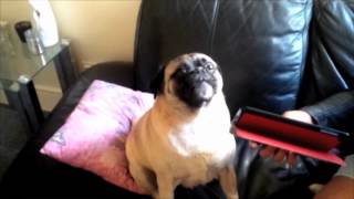 Pug Shouting Help [upl. by Schell214]