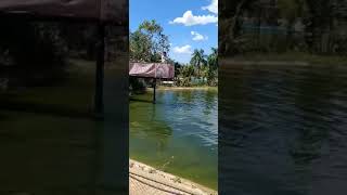 Crocodylus Park and Zoo at Northern Territory Australia [upl. by Occer]