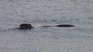 otter spotted at lake nighttime [upl. by Nicholle]