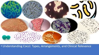 Understanding Cocci Types Arrangements and Clinical Relevance [upl. by Compte]