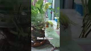 Cockatiel baby bird [upl. by Mohammed]