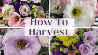 How To Harvest Lisianthus  Harvesting Lisianthus Flowers  Lisianthus from Seed  Flowers Candace [upl. by Brest]