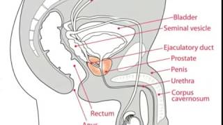 What is Sperm [upl. by Yolanthe]