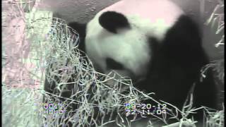 National Zoo Giant Panda Shows Cub to Panda Cam Viewers [upl. by Willett]