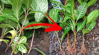 zebra plant  Aphelandra  Tips memperbanyak dan merawat dengan cara yang termudah [upl. by Caril]