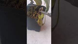 Feeding my Nepenthes a slug 🐌 nepenthesplant pitcherplants carnivorousplants nepenthes [upl. by Kieran123]