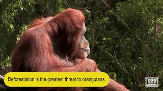 Learn about orangutans [upl. by Onabru]