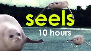 seels 10 hours [upl. by Brod]