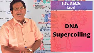 DNA Supercoiling  BSc amp MSc Level [upl. by Osric174]