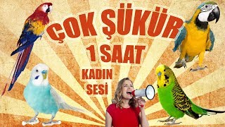 Çok şükür ses kaydı Muhabbet kuşu ve papağan konuşturma Çok şükür sesi 1 saat kadın sesi [upl. by Htrowslle]