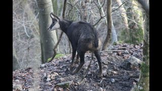 Gems  Chamois  Domaine des Grottes de Han [upl. by Hafital]