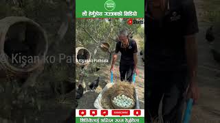 Egg planting localkukhurapalan agriculture nepalipatro nepalishorts kisankopathsala viral [upl. by Dibbrun250]