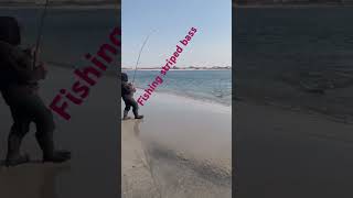 Fishing striped bass [upl. by Eniger]