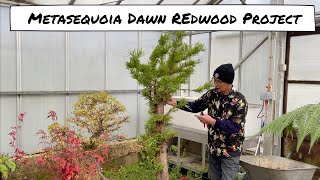 Metasequoia Dawn Redwood Project [upl. by Eruza212]