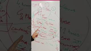 Stage specific function in cell cycle [upl. by Epillihp]