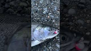 Fishing salmon fishing salmon klickitat pesca pnw [upl. by Lucais602]