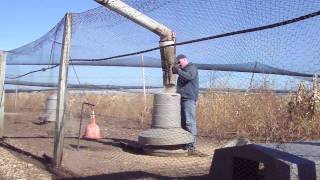 Feeding Pheasants [upl. by Cassandra]