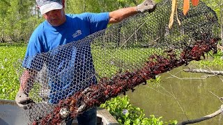 Crawfishing In The Atchafalaya Basin W Kip Barras CatchCook Crawfish Boil For 500 People [upl. by Aramad]