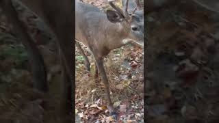 Big Ohio buck walks to me bowhunting whitetaildeer whitetailsbowhuntbigbucks monsterwhitetail [upl. by Madancy]