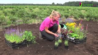 Handige tips en info voor het planten van vaste planten [upl. by Collum]