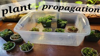 Terrarium Plant Propagation  The EASY Way [upl. by Charlene387]