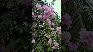 Mansoa alliacea garlic Vine flowers creepers violet plants shortsviral nature trendingsong [upl. by Liryc585]