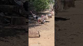 Your next meal Turkeys behind a restaurant in Michoacan México [upl. by Oine]