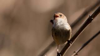 Redbacked Fairywren [upl. by Ahseia]