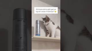 Arkalarından nasıl bakıyor birde 😻 cat kediplus catlover kediaski 🎥emineefe348 [upl. by Gnirol903]