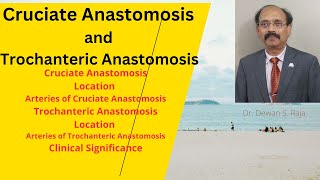 Cruciate Anastomosis and Trochanteric Anastomosis [upl. by Snave884]