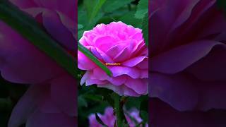 flowers rose flowergarden trending [upl. by Consalve]